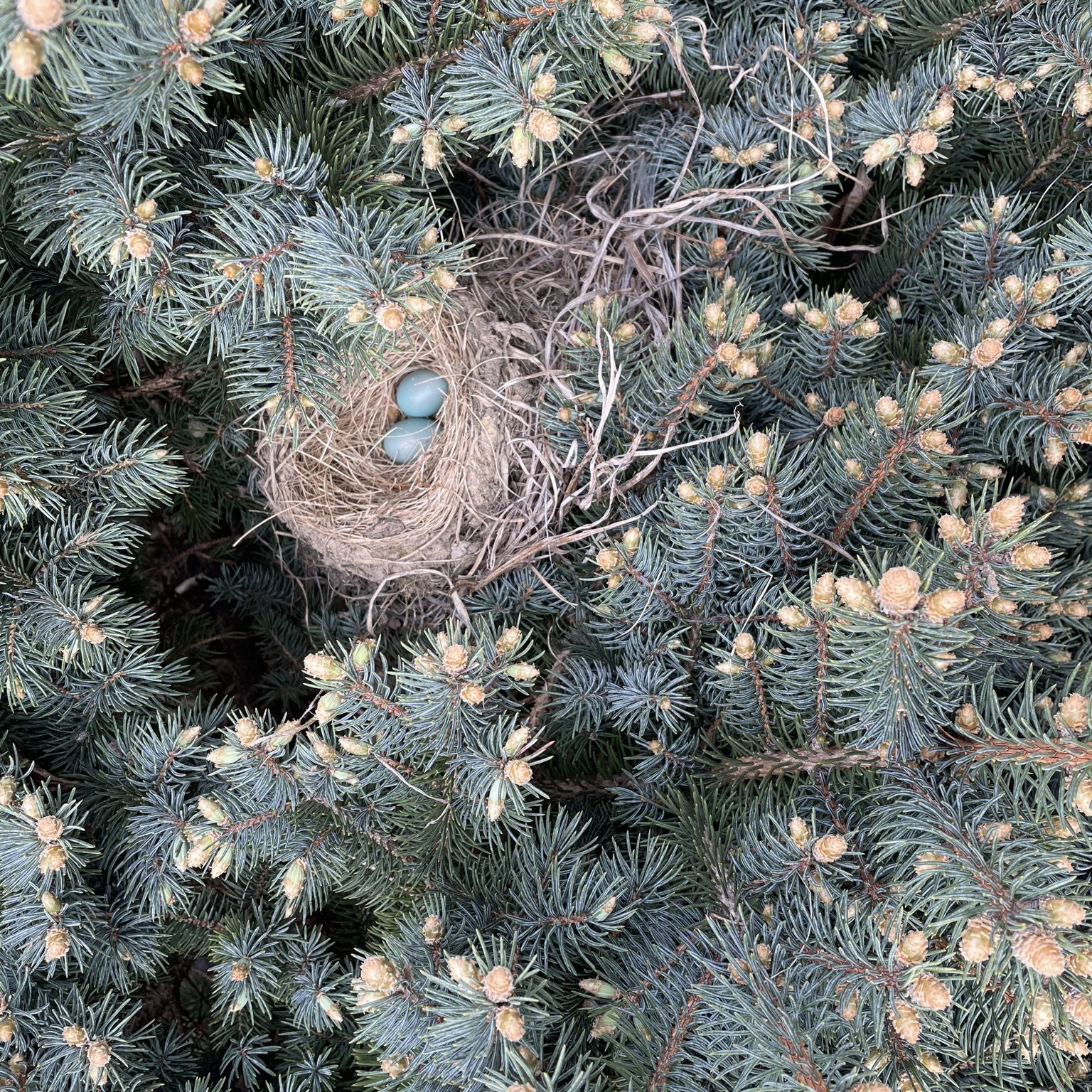 Aisha and The Wild Birds